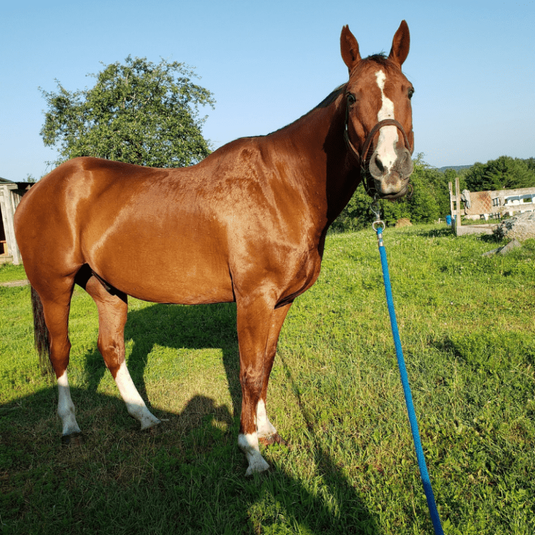 Chesnut Gelding at Lupine Farm