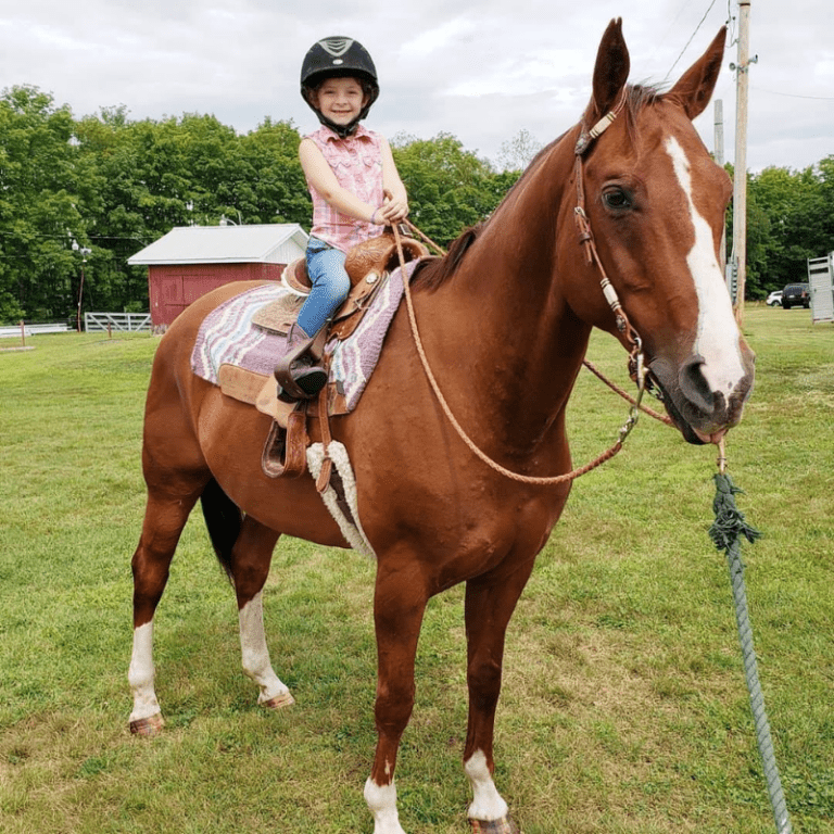 Chesnut Lesson Horse
