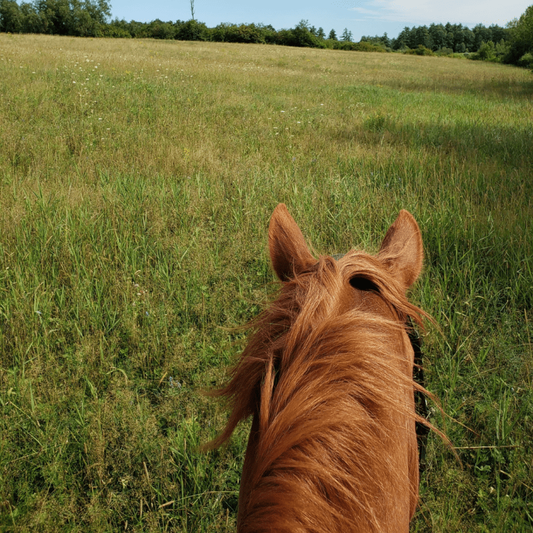Horseback Riding Lessons